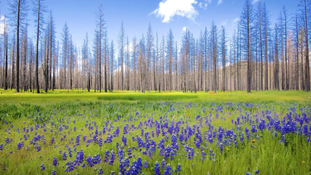 New Luxury Lake House In Pine Mountain Lake Close To Yosemite! Perfect For All Seasons! Great For Retreats, Getaways, Celebrations, And More! Groveland Luaran gambar
